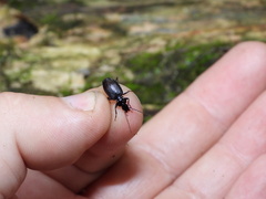 Limodromus assimilis