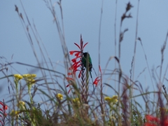 Nectarinia famosa famosa