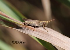 Abracris dilecta