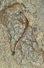 Asanada