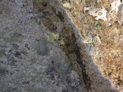 Acanthochitona rubrolineata