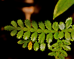 Weinmannia trichosperma