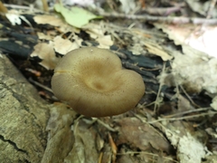 Pseudoarmillariella ectypoides