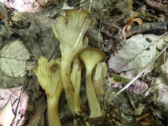 Pseudoarmillariella ectypoides