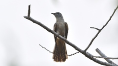 Cacomantis variolosus