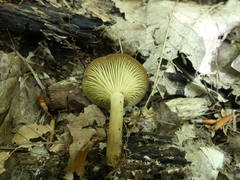 Pseudoarmillariella ectypoides