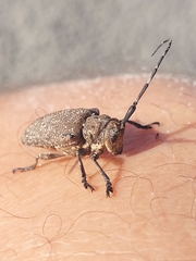 Neodillonia albisparsa