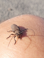 Neodillonia albisparsa