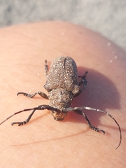 Neodillonia albisparsa