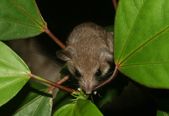 Chiropodomys gliroides
