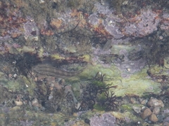 Tridentiger trigonocephalus