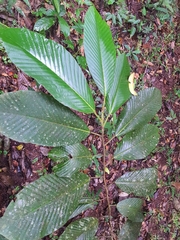 Dipterocarpus bourdillonii