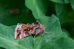 Autographa pulchrina