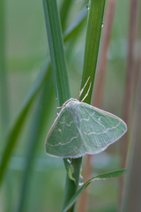 Thetidia smaragdaria