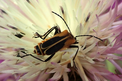 Chauliognathus opacus