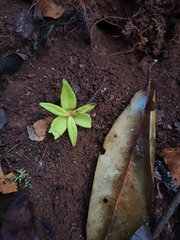 Annonaceae