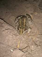 Leptodactylus macrosternum