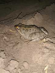 Leptodactylus macrosternum