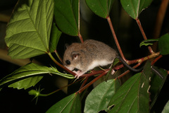 Chiropodomys gliroides