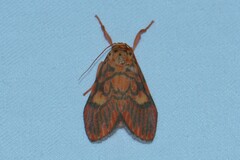 Ammatho cuneonotatus
