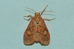 Ammatho cuneonotatus
