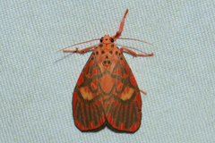 Ammatho cuneonotatus