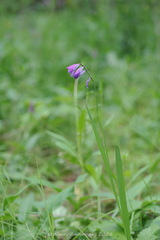 Gladiolus imbricatus