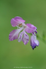 Gladiolus imbricatus