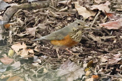 Turdus hortulorum