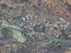 Anthopleura