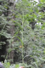 Carex atherodes