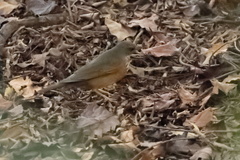 Turdus hortulorum