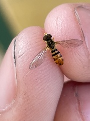 Toxomerus floralis