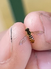 Toxomerus floralis