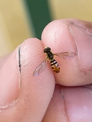 Toxomerus floralis