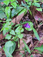 Torenia