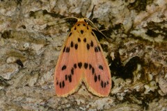 Miltochrista parallelina