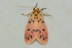 Miltochrista parallelina