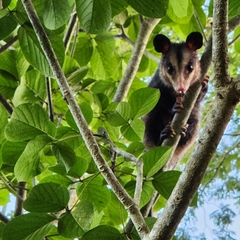 Didelphis aurita