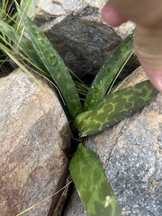 Ledebouria apertiflora