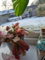 Schlumbergera truncata