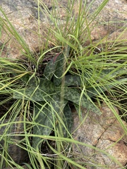Ledebouria apertiflora
