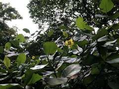 Dillenia suffruticosa