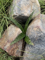 Ledebouria apertiflora