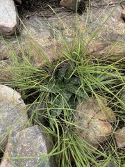 Ledebouria apertiflora