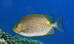 Siganus guttatus