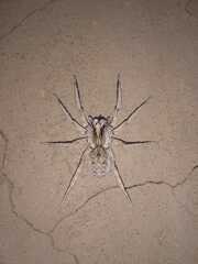 Pavocosa