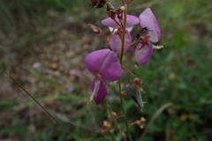 Desmodium batocaulon