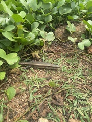 Eutropis