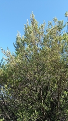 Myrtaceae